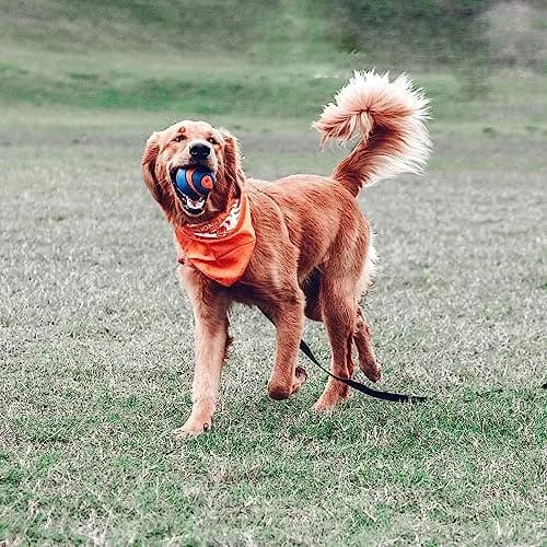Chuckit! Ultra Squeaker Ball Dog Fetch Toy, Large 7.6cm (3in) | Floats & Squeaks for Big Breeds thumbnail 2
