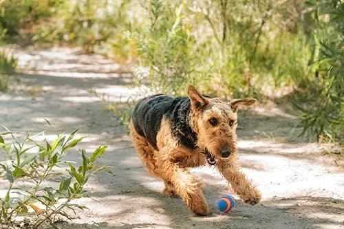 Chuckit! Ultra Squeaker Ball Fetch Toy Medium 7.6 cm (3 in) | Durable Natural Rubber Dog Toy thumbnail 3