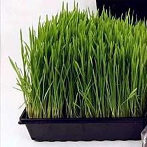 Living Whole Foods Plant Germination Drip Trays - Pack of 100-10" by 10" Black Plastic Reusable Trays for Seedlings & Microgreens thumbnail 2