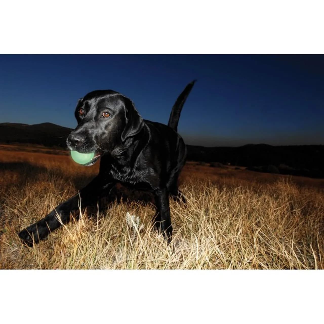 Chuckit! Max Glow Bouncy Ball XL 3.5in (8.9cm) | Glows for 30 Min After 5 Min Charge - view 4