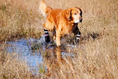 Bark Brite All Weather Neoprene Paw Protector Dog Boots Medium | Reflective Straps & Durable Rubber Sole thumbnail 5