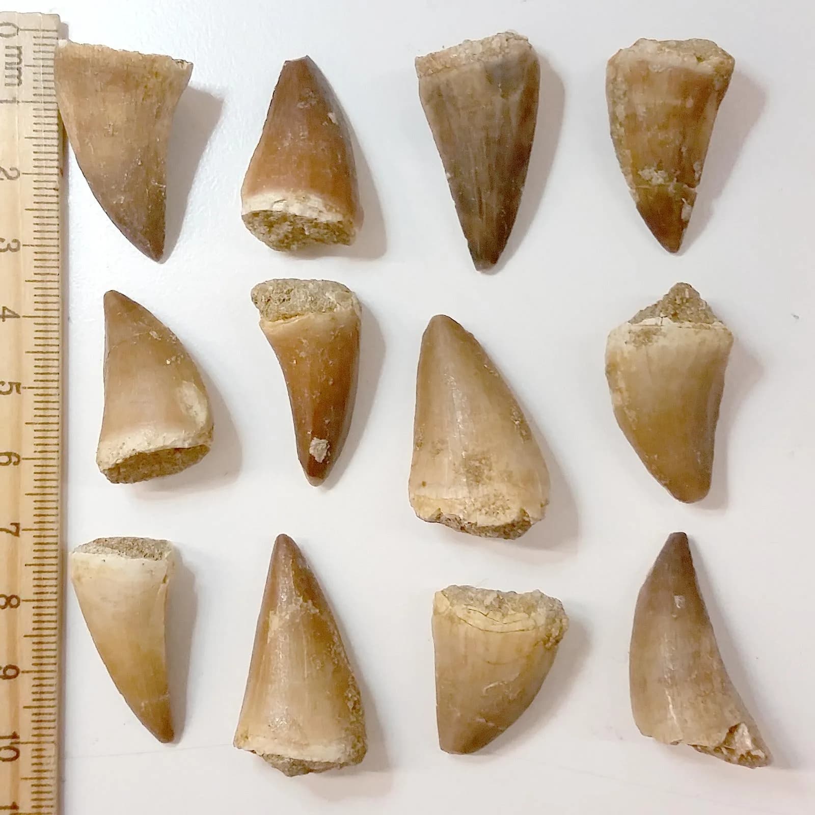 Beverly Oaks Mosasaurus Tooth in Display Case | Genuine Dinosaur Fossil from Late Cretaceous Period