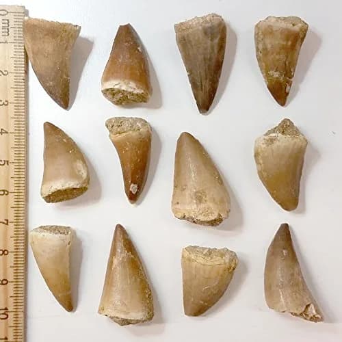 Beverly Oaks Mosasaurus Tooth in Display Case | Genuine Dinosaur Fossil from Late Cretaceous Period thumbnail 1