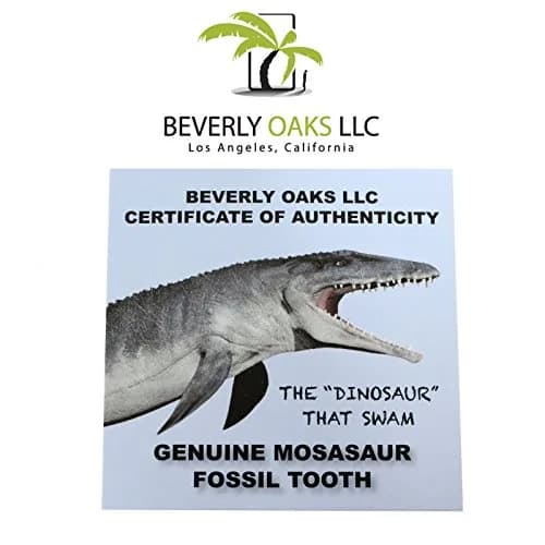 Beverly Oaks Mosasaurus Tooth in Display Case | Genuine Dinosaur Fossil from Late Cretaceous Period thumbnail 2