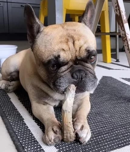 Nylabone Power Chew Antler Alternative Nylon Chew Toy for Dogs, Large, Venison Flavor | Durable & Safe Chew for Aggressive Dogs thumbnail 2