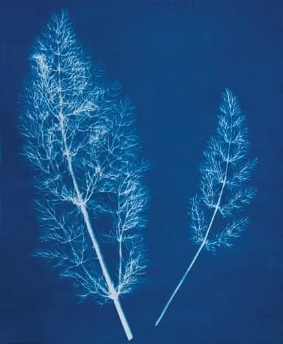 Jacquard Cyanotype Sensitizer Set | Ancient Photographic Process for Paper & Fabric Prints thumbnail 8