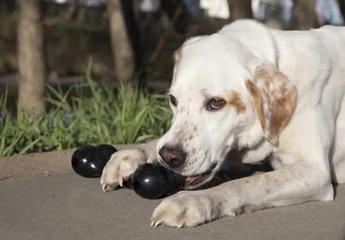 KONG Extreme Goodie Bone Dog Toy, Large, 8.5" (21.6 cm) | Durable Natural Rubber for Power Chewers thumbnail 2
