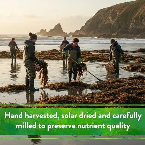 Down To Earth All Natural Fertilizers Organic Kelp Meal 0.5 lb | Supports Organic Gardens & Soil Health thumbnail 7