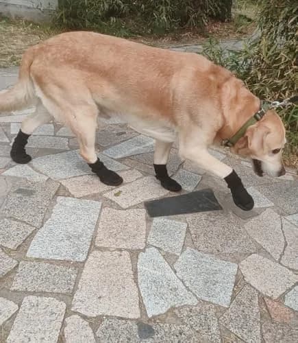 LONSUNEER Paw Protector Dog Boots X-Large | Breathable, Nonslip & Soft Soles for Daily Walks thumbnail 1