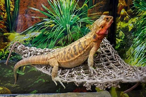 Penn-Plax Reptology Lizard Lounger Corner Triangle 38cm (15") | Natural Seagrass Fiber Perch for Reptiles thumbnail 4