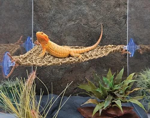 Penn-Plax Reptology Lizard Lounger Corner Triangle 38cm (15") | Natural Seagrass Fiber Perch for Reptiles thumbnail 5