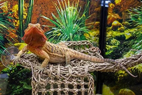 Penn-Plax Reptology Lizard Lounger Corner Triangle with Ladder, Large 45.7cm (18") x 27.9cm (11") | Natural Seagrass Fiber for Reptiles thumbnail 8
