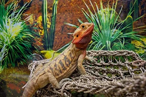 Penn-Plax Reptology Lizard Lounger Corner Triangle with Ladder, Large 45.7cm (18") x 27.9cm (11") | Natural Seagrass Fiber for Reptiles thumbnail 2