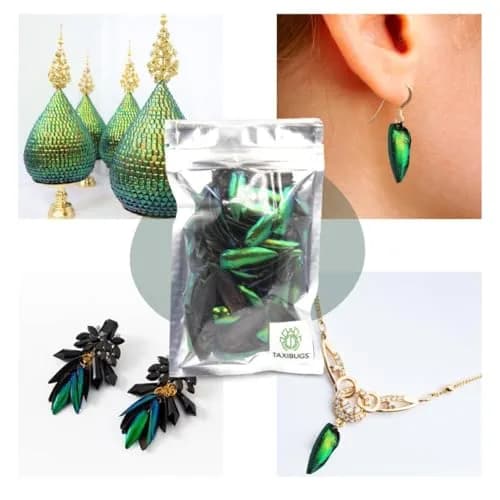 Angelwing Jewel Beetle Elytra Green Wings 200 Pcs | Natural Taxidermy Jewelry Supplies thumbnail 5