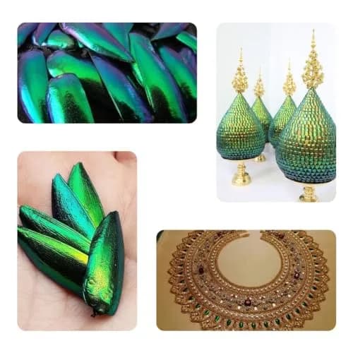 Angelwing Jewel Beetle Elytra Green Wings 200 Pcs | Natural Taxidermy Jewelry Supplies thumbnail 6
