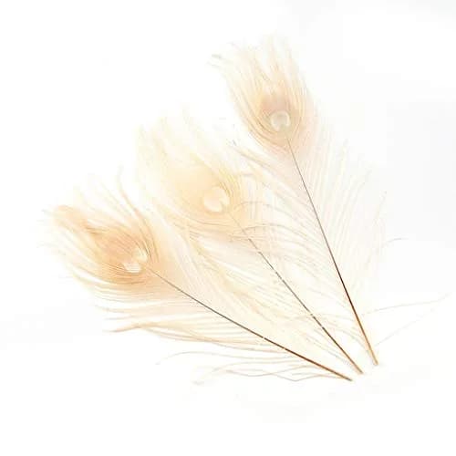 Shekyeon Natural Dyeing Peacock Feathers 25-30cm (10-12 Inch) Pack of 10 | Off-White Wedding & Craft Decor thumbnail 1