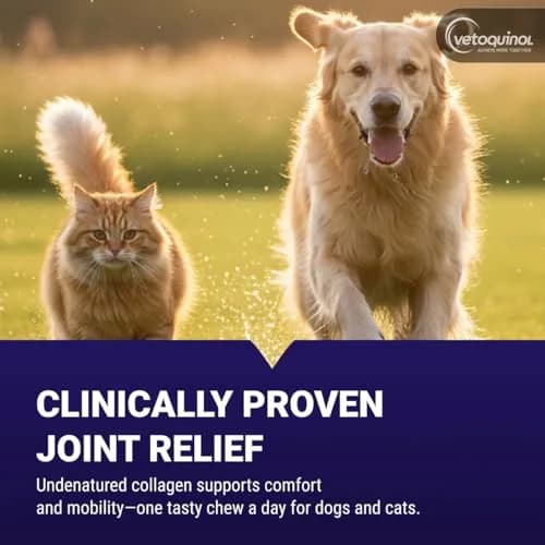 Vetoquinol Flexadin Advanced Hip and Joint Supplement for Dogs & Cats, 60 Chews | Clinically Proven Vet-Approved Formula thumbnail 2