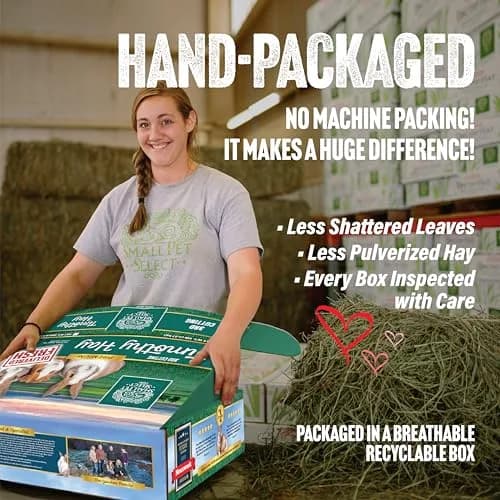 Small Pet Select 3rd Cutting Super Soft Timothy Hay 10 lb | Picky Eaters' Favorite, Grown in USA thumbnail 3