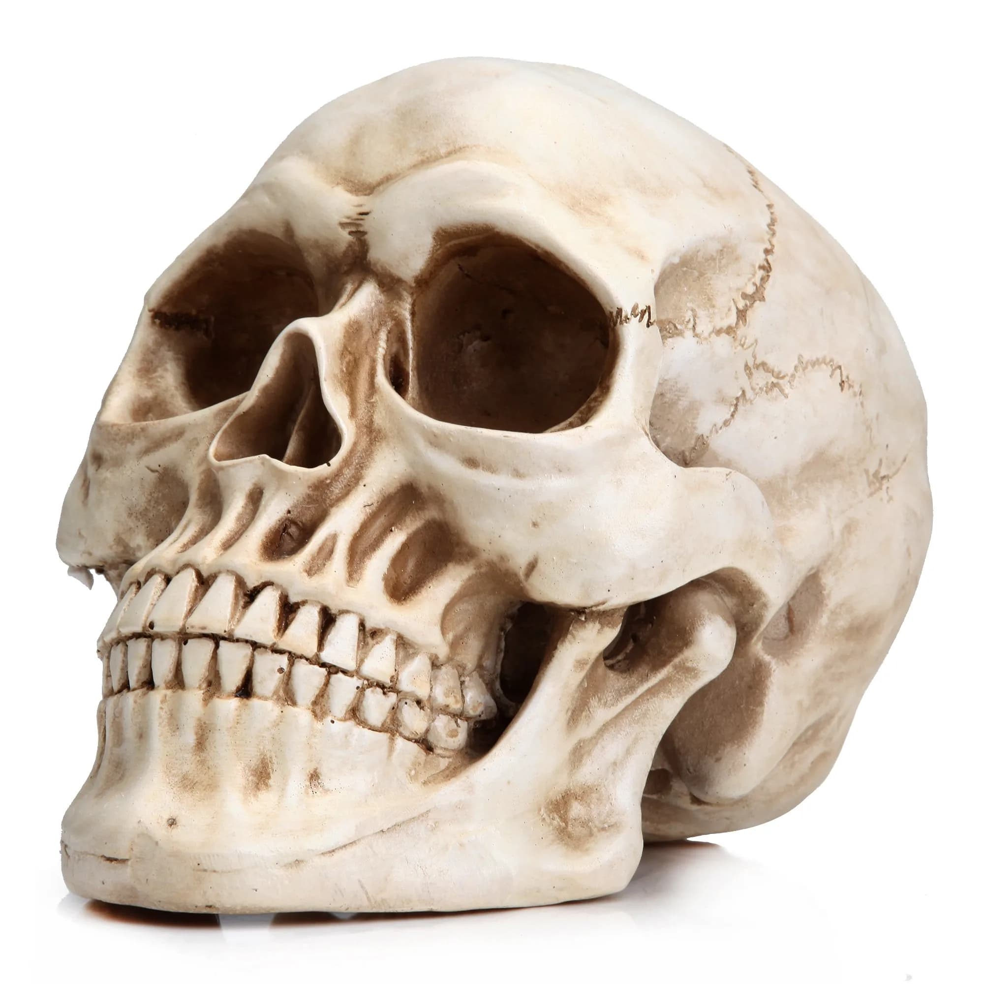 READAEER Halloween Skull Head, Life Size Resin Skull, Large Size Adult Skull Model for Home Decoration, Halloween Skull Statue (White)
