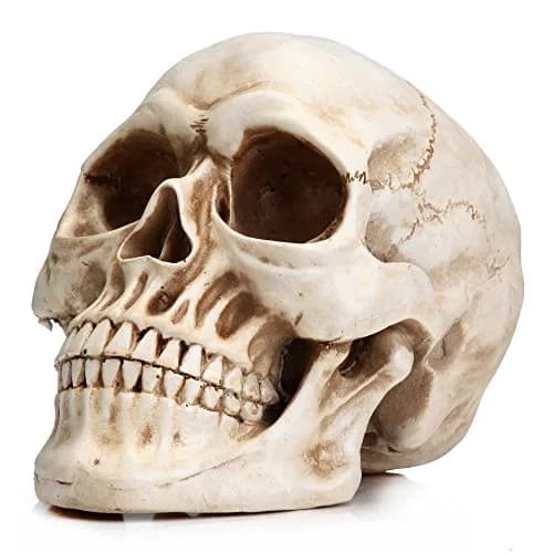 READAEER Halloween Skull Head, Life Size Resin Skull, Large Size Adult Skull Model for Home Decoration, Halloween Skull Statue (White) thumbnail 1