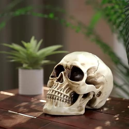 READAEER Halloween Skull Head, Life Size Resin Skull, Large Size Adult Skull Model for Home Decoration, Halloween Skull Statue (White) thumbnail 7