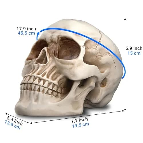 READAEER Halloween Skull Head, Life Size Resin Skull, Large Size Adult Skull Model for Home Decoration, Halloween Skull Statue (White) thumbnail 2