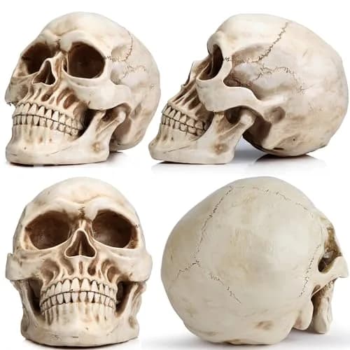 READAEER Halloween Skull Head, Life Size Resin Skull, Large Size Adult Skull Model for Home Decoration, Halloween Skull Statue (White) thumbnail 3