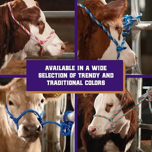 Weaver Livestock Braided Poly Rope Cattle Halter, Adjustable Cow Calf Halter, Livestock Handling Equipment for Showing, Dark Blue/Hurricane Blue/Gray | Durable, Adjustable & Comfortable thumbnail 5