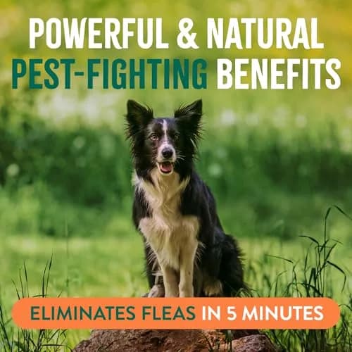 TropiClean Maximum Strength Flea Spray for Dogs & Home 16oz | Natural Flea & Tick Control thumbnail 4
