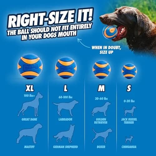 Chuckit! Ultra Squeaker Balls for Dogs, Pack of 2, Medium 6.4cm (2.5") | Durable Rubber Fetch & Water Toys thumbnail 4