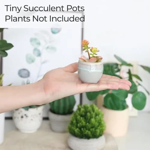 T4U Mini Ceramic Succulent Pots Set of 6 | Small Gift Planters for Indoor & Outdoor Decor thumbnail 5