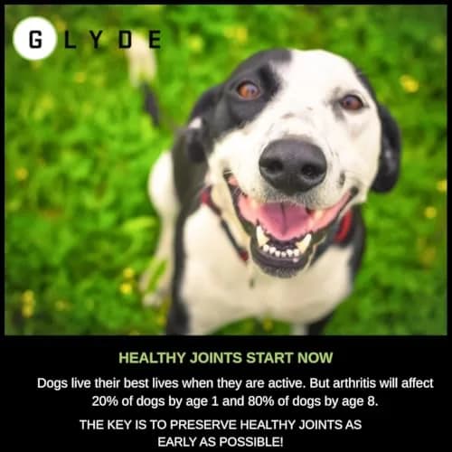 GLYDE Dog Hip & Joint Chews 60 Soft Treats | Supports Mobility & Cartilage thumbnail 3