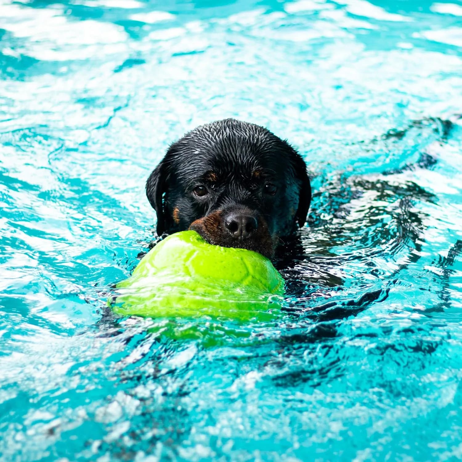 Jolly Pets Large Jolly Soccer Ball 20.32cm (8 Inch) | Floating-Bouncing Dog Toy - view 7
