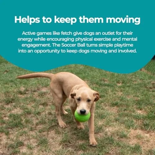 Jolly Pets Medium Soccer Ball Dog Toy 15.24 cm (6 inch) | Floating & Bouncing Fetch Ball for Dogs thumbnail 4