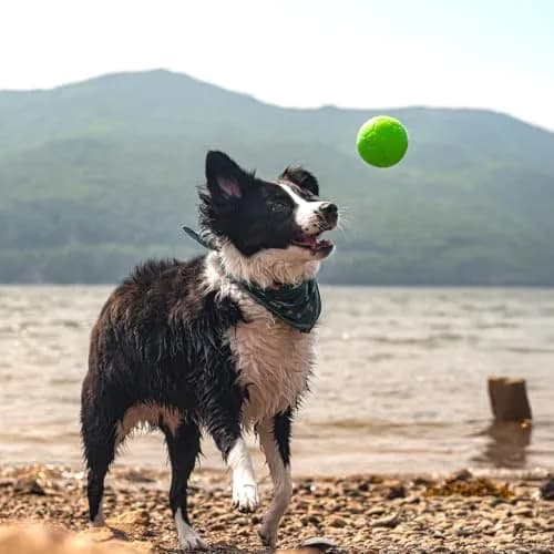 Jolly Pets Medium Soccer Ball Dog Toy 15.24 cm (6 inch) | Floating & Bouncing Fetch Ball for Dogs thumbnail 7
