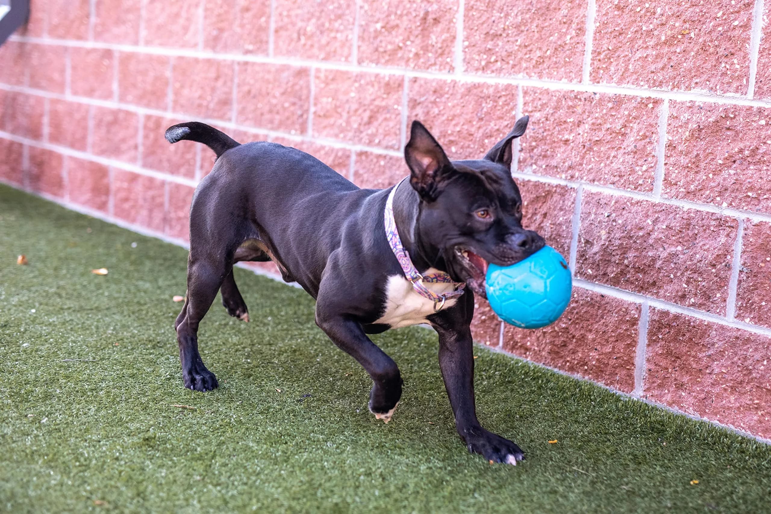 Jolly Pets Medium Jolly Soccer Ball Dog Toy 6 Inch Diameter Ocean Blue | Floating-Bouncing Dog Toy - view 2