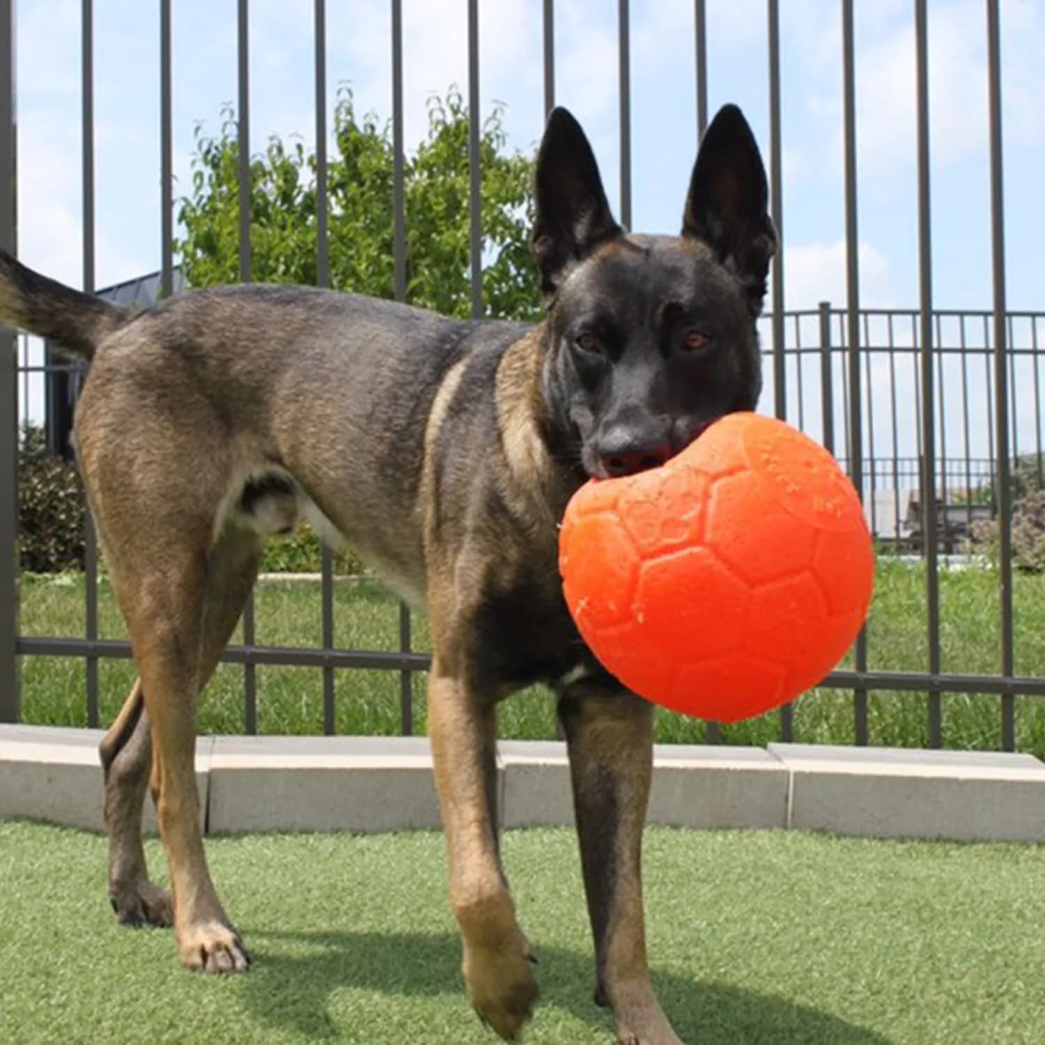 Jolly Pets Large Soccer Ball Dog Toy 20.3 cm (8 inch) Diameter Orange | Unsinkable & Unpuncturable Play Ball - view 8