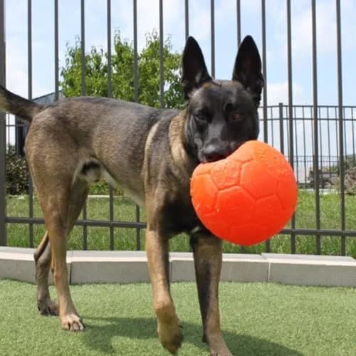 Jolly Pets Large Soccer Ball Dog Toy 20.3 cm (8 inch) Diameter Orange | Unsinkable & Unpuncturable Play Ball thumbnail 8