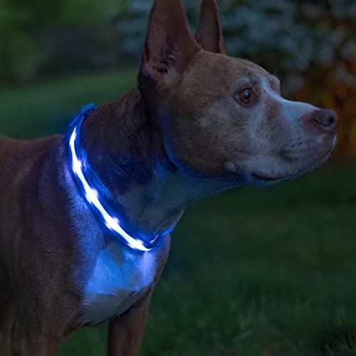 Blazin LED Dog Collar 1" Waterproof USB Rechargeable Safety Light for Small, Medium, Large Dogs