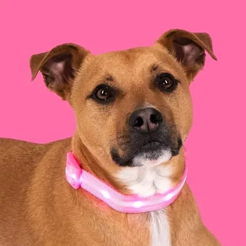 Blazin LED Dog Collar 1" Waterproof USB Rechargeable Safety Light for Small, Medium, Large Dogs thumbnail 9