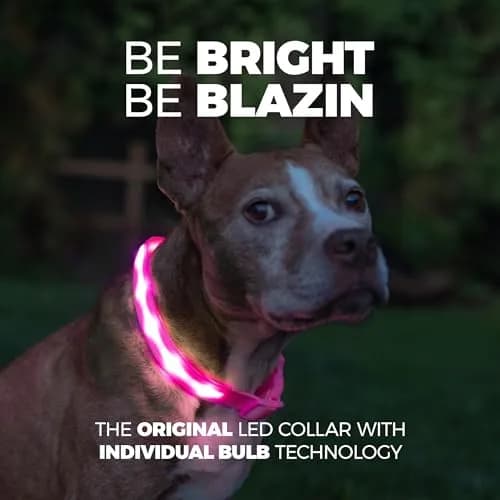 Blazin LED Dog Collar 1" Waterproof USB Rechargeable Safety Light for Small, Medium, Large Dogs thumbnail 2
