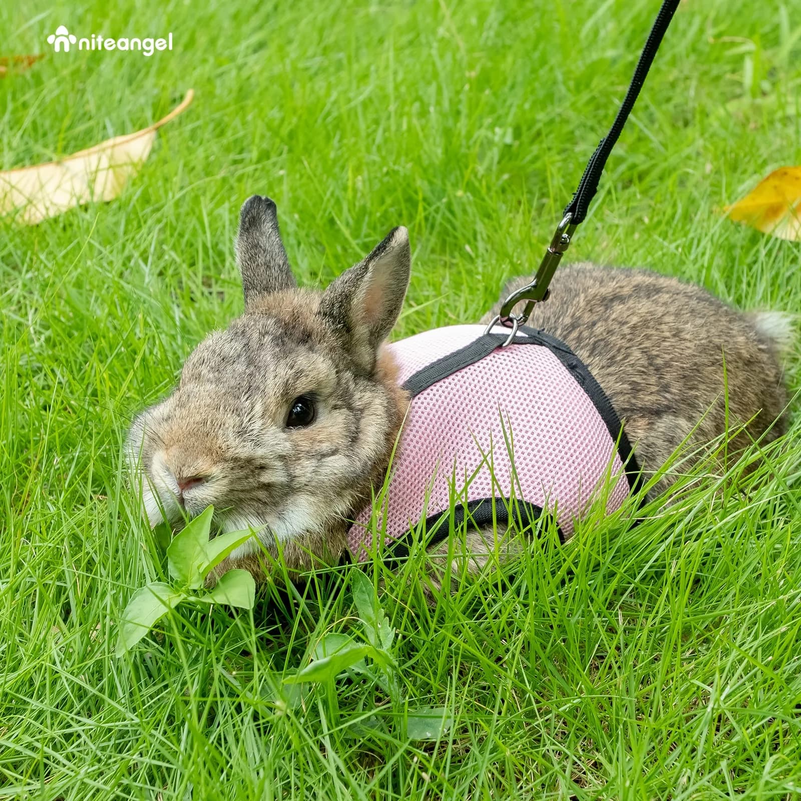 Niteangel Adjustable Soft Harness with Elastic Leash for Rabbits (L, Pink) | Escape-Proof Mesh Vest for Small Pets - view 5