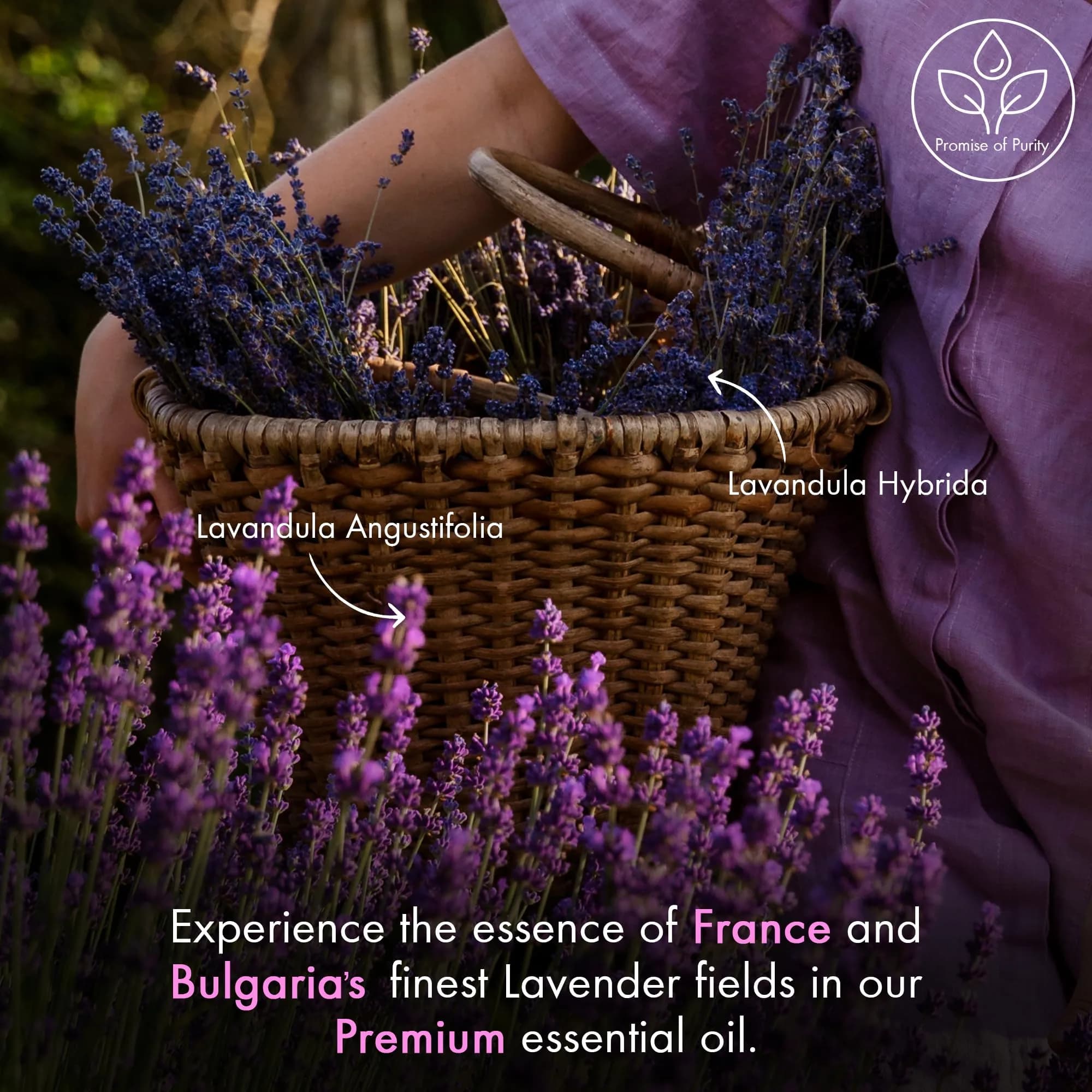 Majestic Pure Lavender Essential Oil 30ml (1 Fl Oz) | Pure & Natural Aromatherapy Oil - view 7