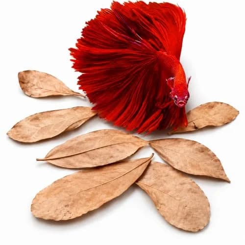 SunGrow 50 pcs Indian Almond Leaves (2" each) | Natural Betta Fish Tank Water Conditioner for Breeding, Shrimp, Goldfish & Frogs thumbnail 1
