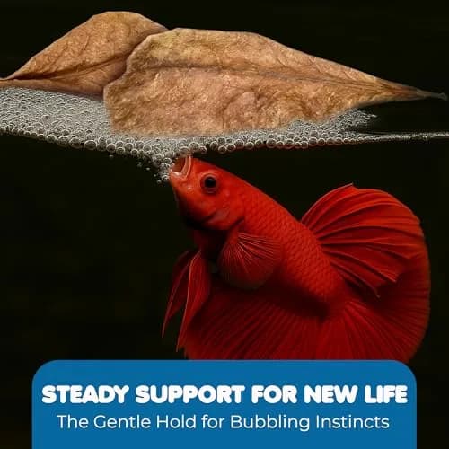 SunGrow 50 pcs Indian Almond Leaves (2" each) | Natural Betta Fish Tank Water Conditioner for Breeding, Shrimp, Goldfish & Frogs thumbnail 4