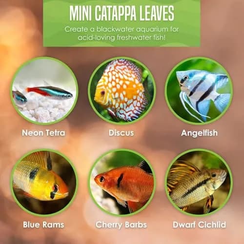 SunGrow 50 pcs Indian Almond Leaves (2" each) | Natural Betta Fish Tank Water Conditioner for Breeding, Shrimp, Goldfish & Frogs thumbnail 8