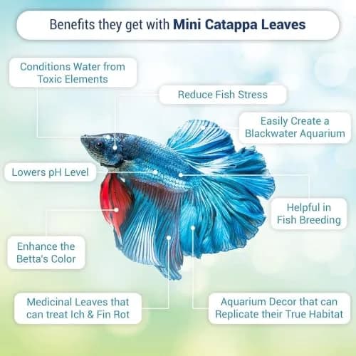 SunGrow 50 pcs Indian Almond Leaves (2" each) | Natural Betta Fish Tank Water Conditioner for Breeding, Shrimp, Goldfish & Frogs thumbnail 2