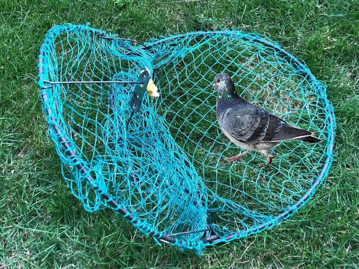 Alemon 12-inch Humane Bird Trap | Protects Crops, Catches Pigeons & Quail - main product image