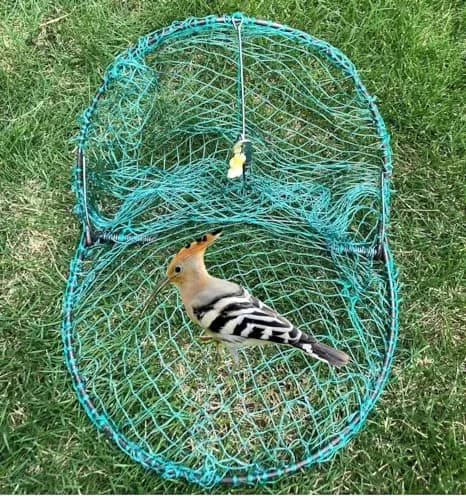 Alemon 12-inch Humane Bird Trap | Protects Crops, Catches Pigeons & Quail thumbnail 6