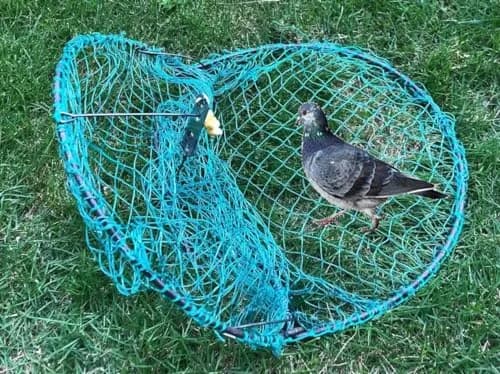 Alemon 12-inch Humane Bird Trap | Protects Crops, Catches Pigeons & Quail thumbnail 1